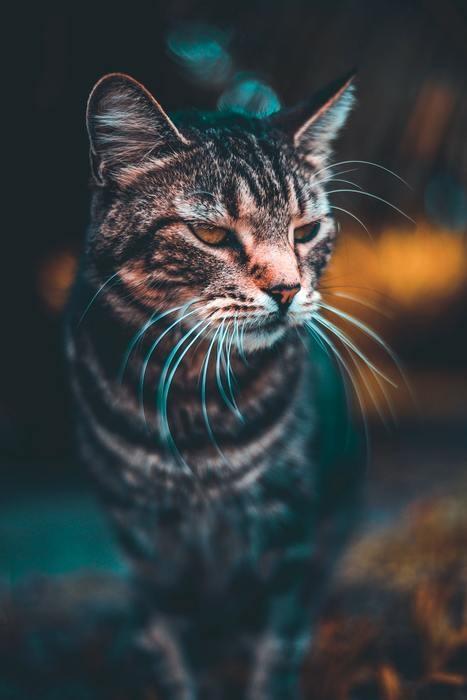 パターン別に夢占い。野良猫が出てくる夢の意味/心理を解説