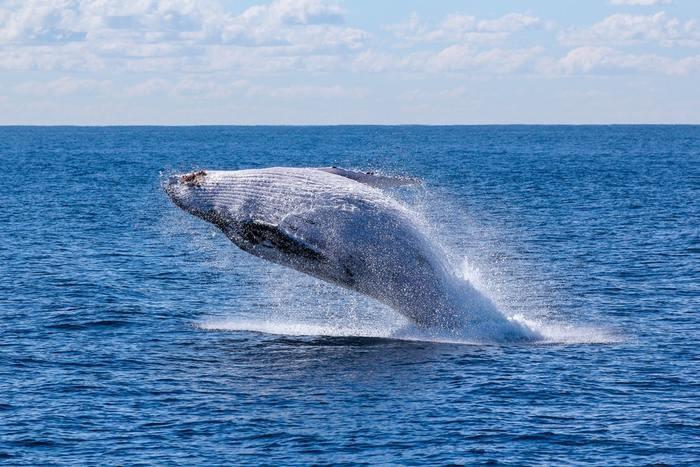 クジラがジャンプする夢