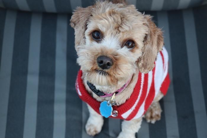 独身で犬を飼うときの条件とは？理由とともに解説！