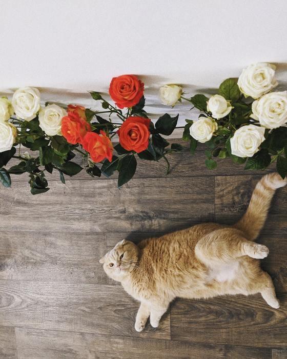 愛猫は虹の橋へ？ペットロスに悩む人の対処法