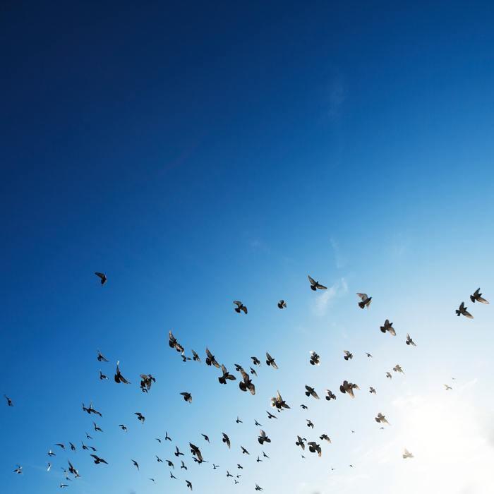 鳥が夢に出てくる・大きく印象に残っている夢の時の基本的な意味