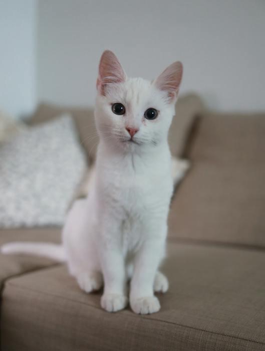 白い猫のおまじない