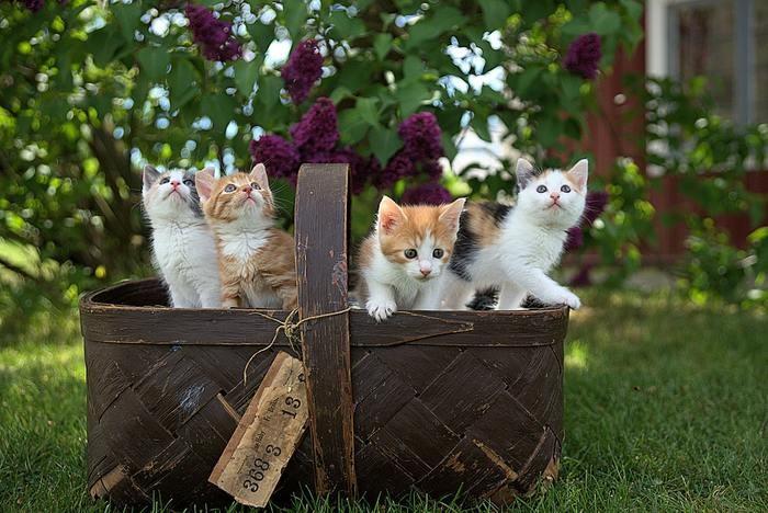 子猫がたくさんいる夢