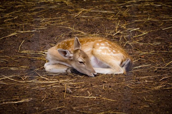 動物占いでこじかの男性ってどんな人？基本性格をチェック！