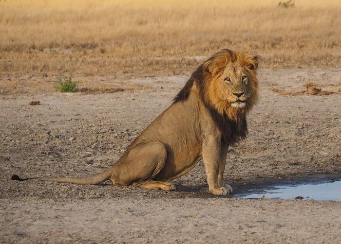 動物占いでライオンの男性ってどんな人？基本性格をチェック！