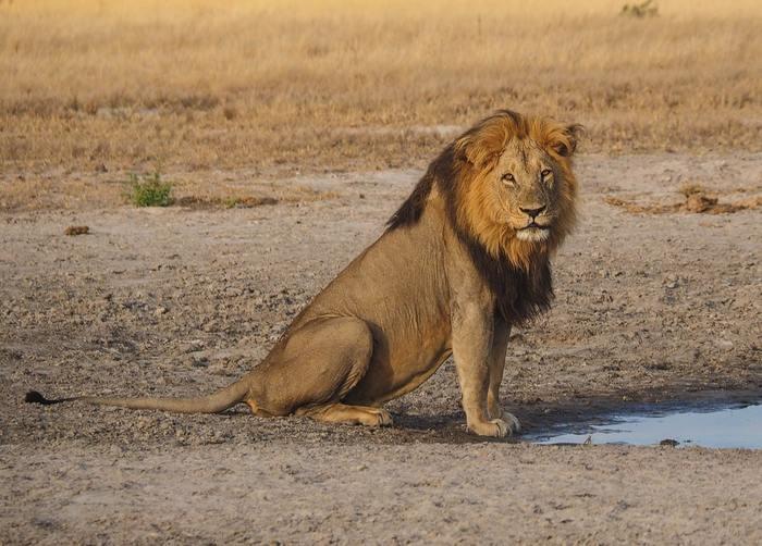 動物占いでライオンの男性ってどんな人？基本性格をチェック！