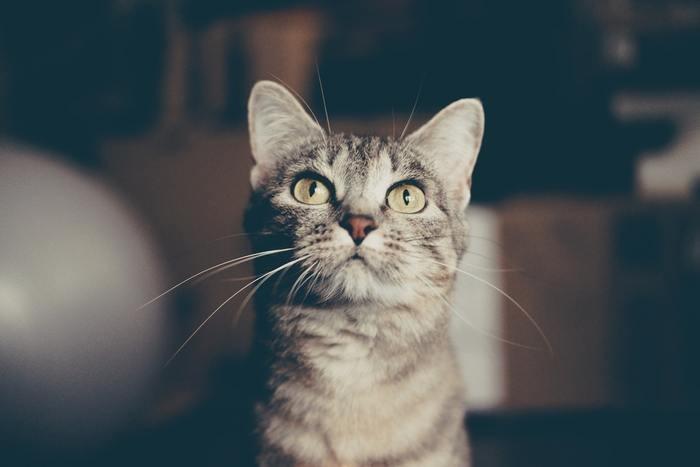 《夢占い》夢の中で猫に噛まれた時のメッセージを解読！