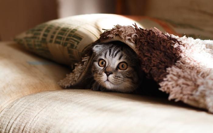 招き猫