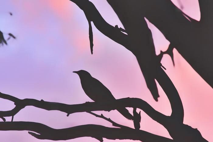 8. 鳥が死ぬ夢