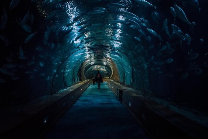 夢占い！水族館が夢に出てくる・大きく印象に残っている夢の時の基本的な意味