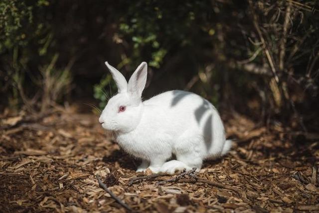 幸運のシンボルとなる「動物」にはどんなものがある？厳選！幸運の動物《10種》