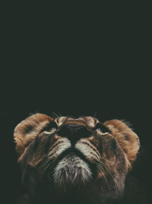 2位 獅子座
