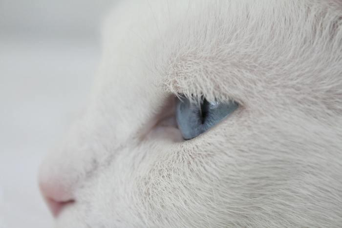 白い子猫の夢
