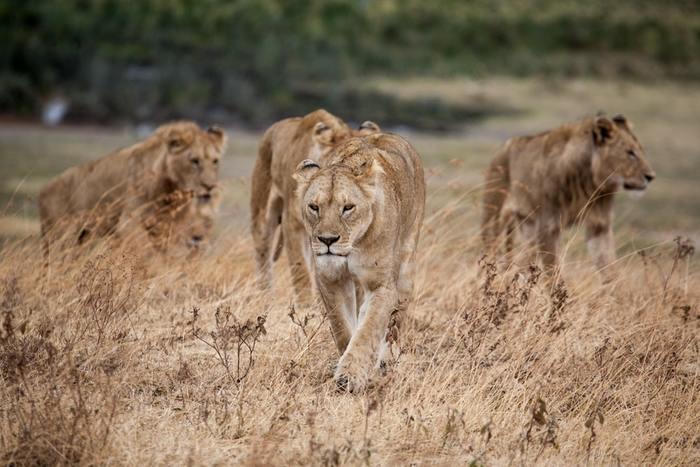 獅子座男性がセックスで相性の良い相手のタイプ