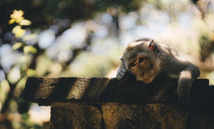 動物占いで猿の男性ってどんな人？基本性格をチェック！