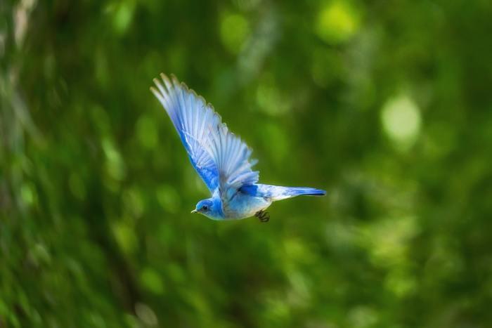 5. 鳥が逃げる夢