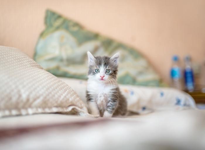夢の中に子猫が出てきた！子猫の夢を見た時の意味と心理