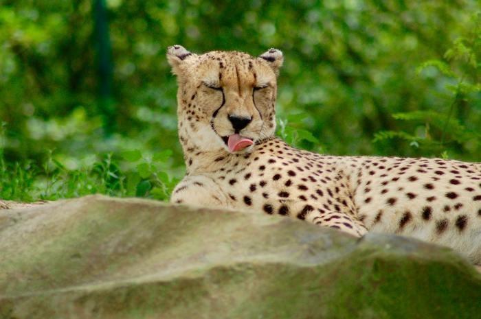 動物占いでのチーターと他の動物との相性！動物別攻略法！