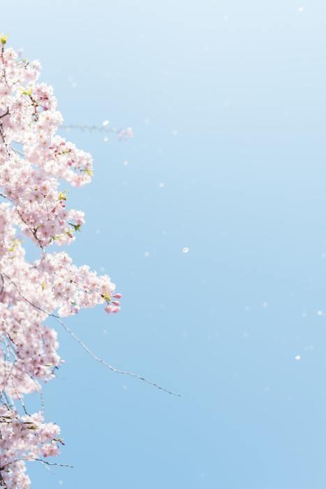 香桜先生