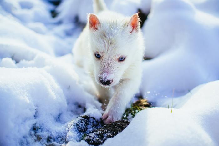 動物占いでの狼と他の動物との相性！動物別攻略法！