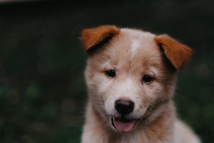 パターン別に夢占い。子犬が出てくる夢の意味/心理を解説