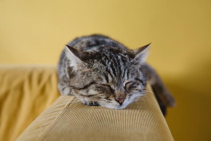 猫を助ける夢を見た時の基本的な夢占い