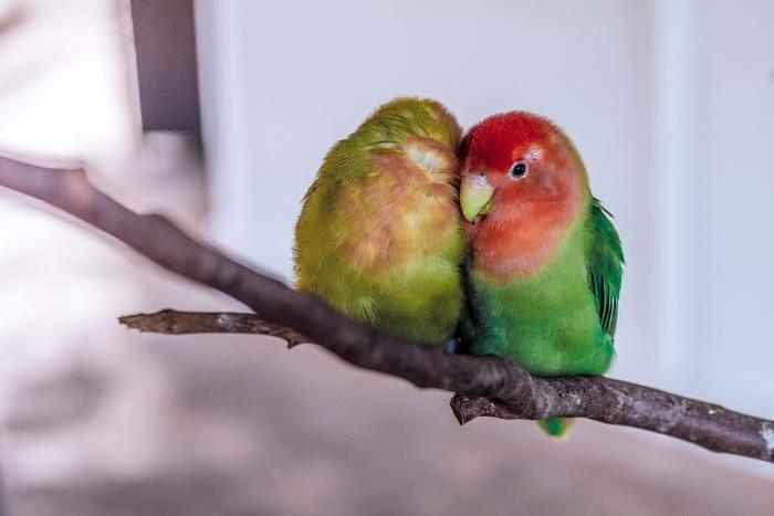 《夢占い》夢の中にインコが出てきた時のメッセージを解読！