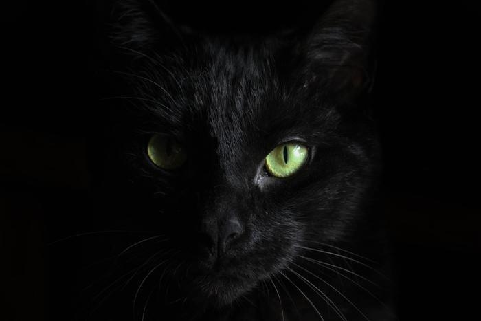 満月と黒猫