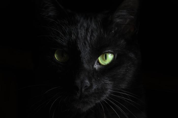 動物占いで黒ひょうの男性ってどんな人？基本性格をチェック！
