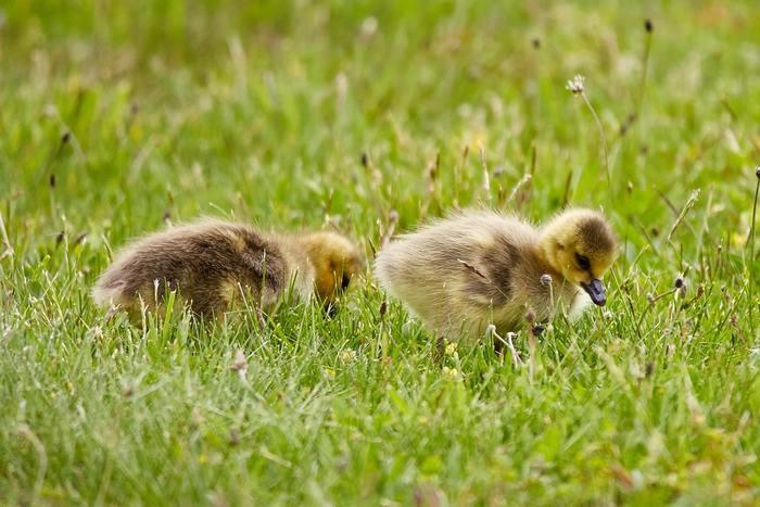 6. 鳥のヒナの夢
