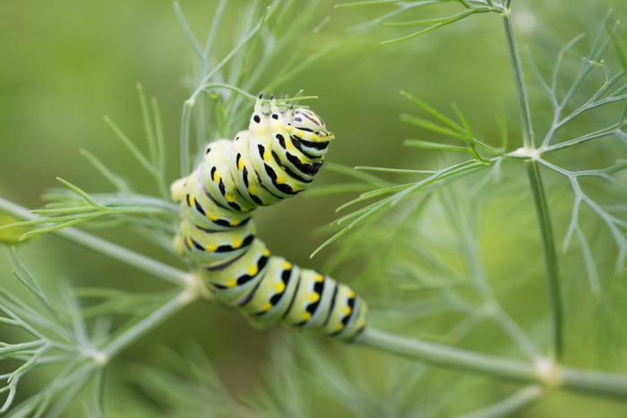 芋虫が夢に出てきた時の基本的な夢占い