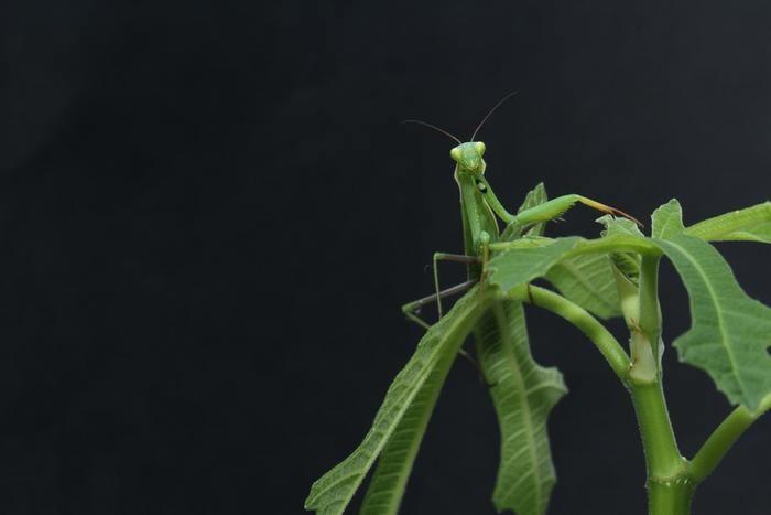 カマキリが夢に出てきた時の基本的な夢占い
