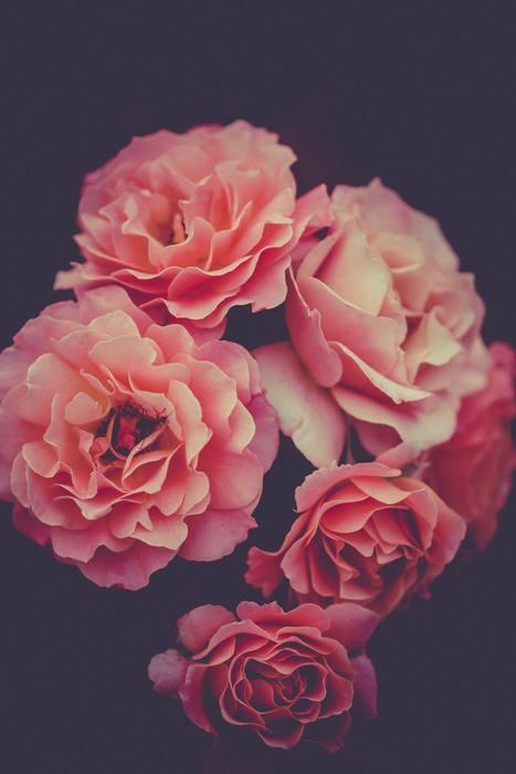 ピンク色の花の夢