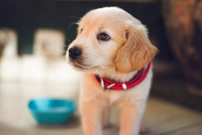 《夢占い》夢の中に子犬が出てきた時のメッセージを解読！