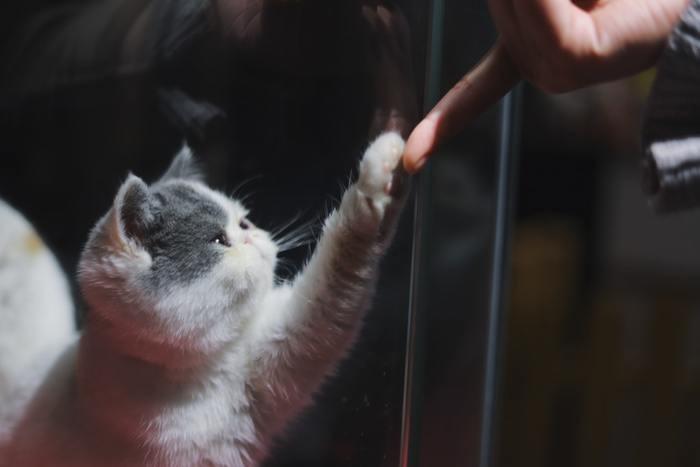 子猫がじゃれている夢