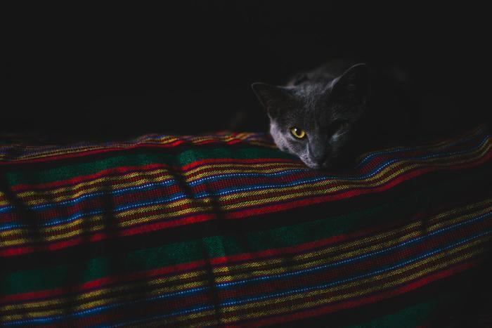 子猫が死ぬ夢