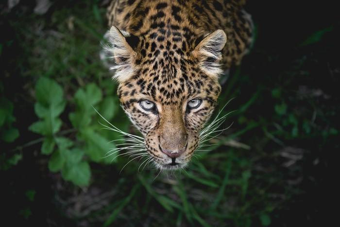 動物占いで黒ひょうの女性ってどんな人？基本性格をチェック！