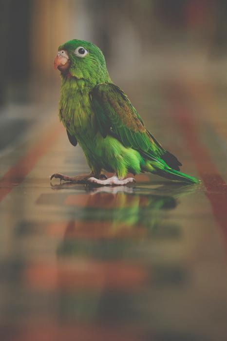夢の中にインコが出てきた！インコの夢を見た時の意味と心理