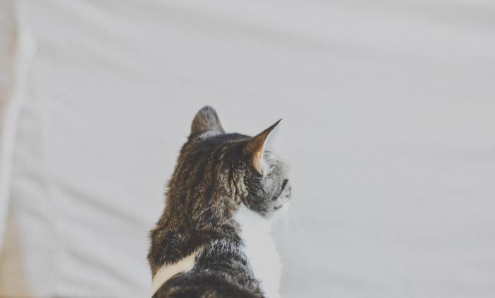 子猫が怪我をする夢