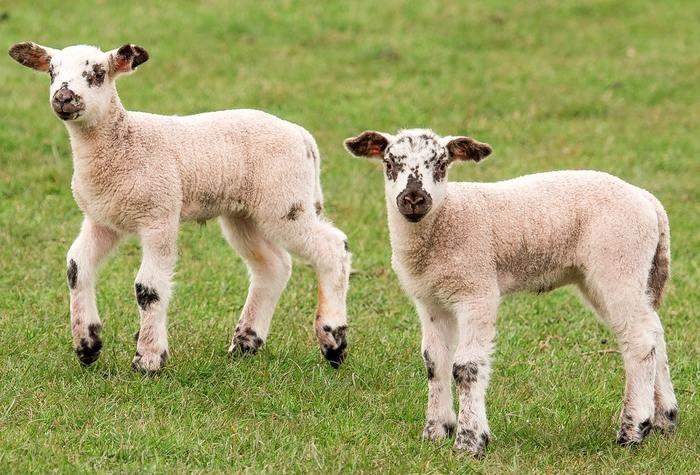 動物占いでの羊と他の動物との相性！動物別攻略法！