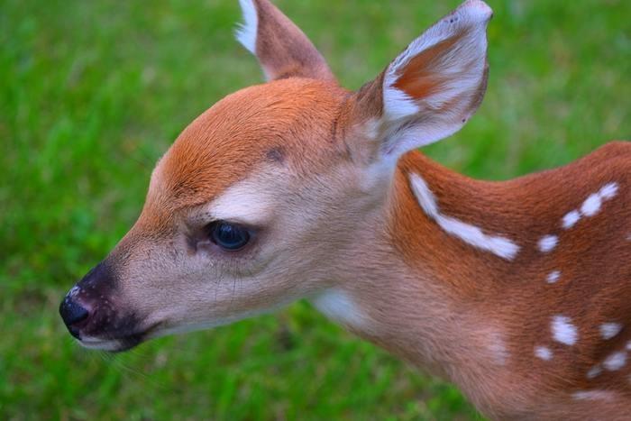 動物占いでこじかの男性ってどんな人？基本性格をチェック！