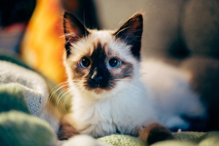 夢の中で猫を助けた！猫を助ける夢を見た時の意味と心理