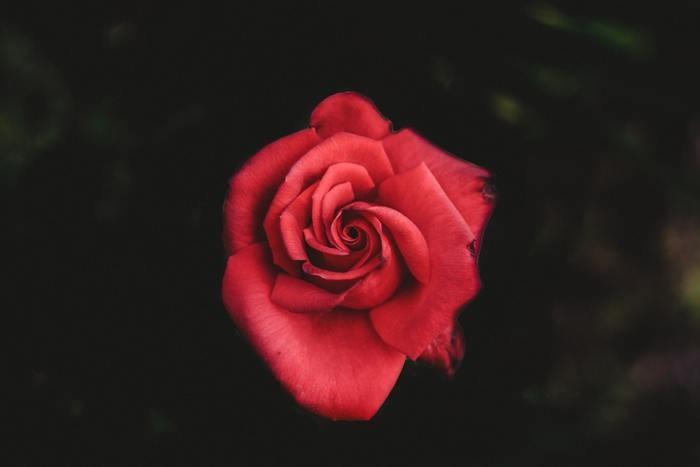 健気な様子を見て守ってあげたいと思ってしまう