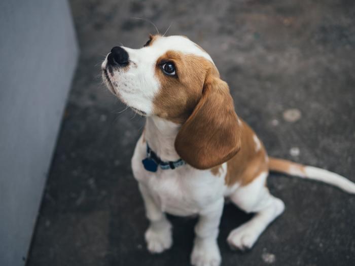《夢占い》夢の中に犬が出てきた時のメッセージを解読！