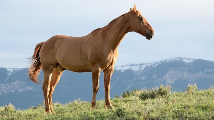 夢の中に馬が出てきた！馬の夢を見た時の意味と心理