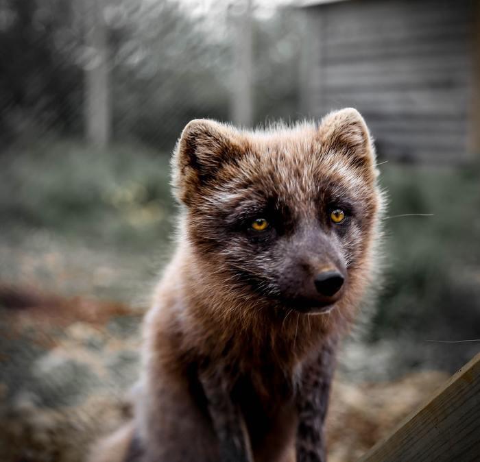 動物占いでたぬきの女性ってどんな人？基本性格をチェック！