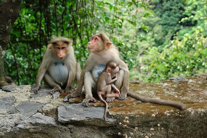 動物占いで猿の男性ってどんな人？基本性格をチェック！