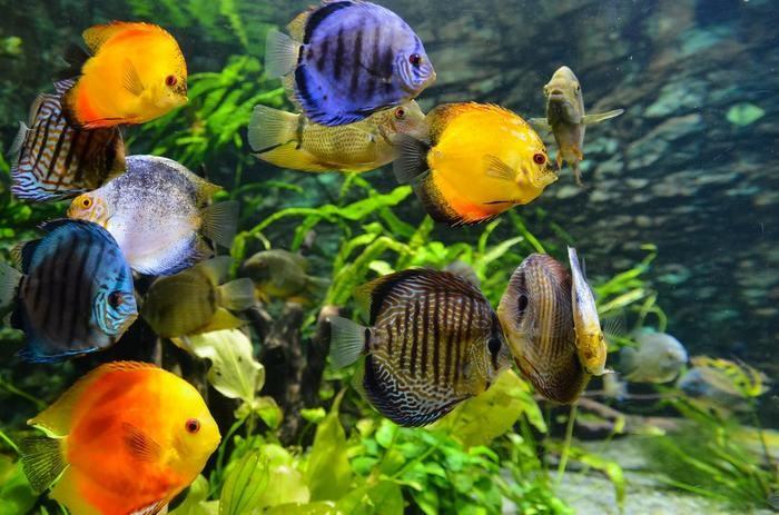 魚の卵が夢に出てきた