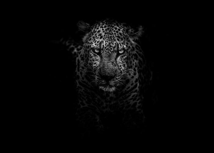 動物占いでの黒豹と他の動物との相性！動物別攻略法！