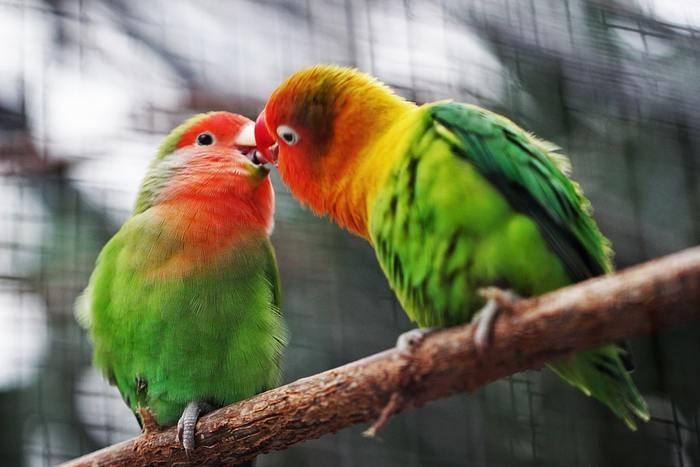 ツインレイとキスする夢　